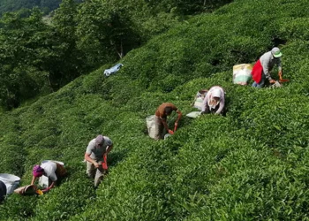 Çayın tadını da kaçırdılar