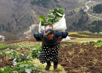 Emekli çiftçi ikramiye için üretimden vazgeçiyor