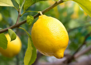 Kasım ayının lideri limon oldu