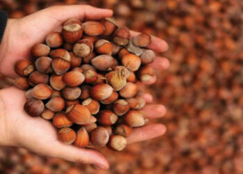 Fındık yerli, satan yabancı