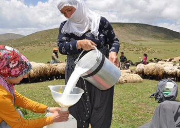 Ürettikleri süt burunlarından geldi