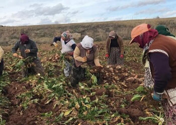 Kadın emeği tarımda da eşitsiz