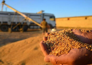 Çiftçiler buğday fiyatlarına tepkili
