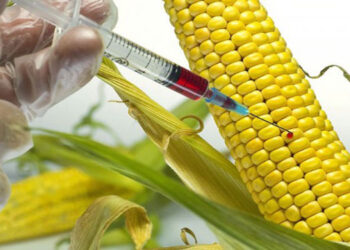 Yurttaşı zehirleyen nişasta bazlı şeker (NBŞ) firmaları halktan gizleniyor!