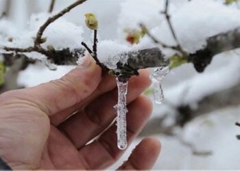 Don afeti 65 ili etkiledi; “Çiftçilerin tüm borçları faizsiz olarak ertelensin, yeni kredi imkânları sağlansın”