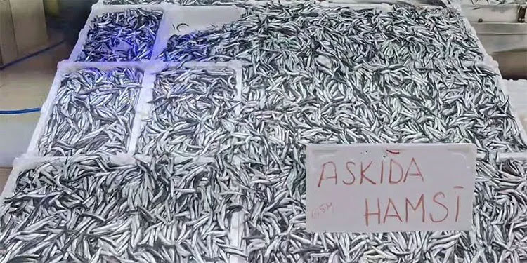 Askıda ekmek, askıda fatura, şimdi de “Askıda hamsi”