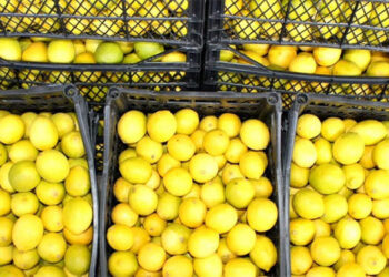 TZOB: 2025’in zam birincisi limon oldu
