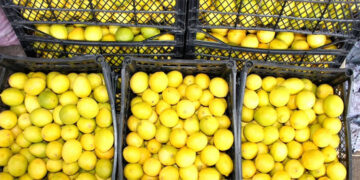 TZOB: 2025’in zam birincisi limon oldu