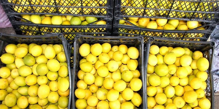 TZOB: 2025’in zam birincisi limon oldu
